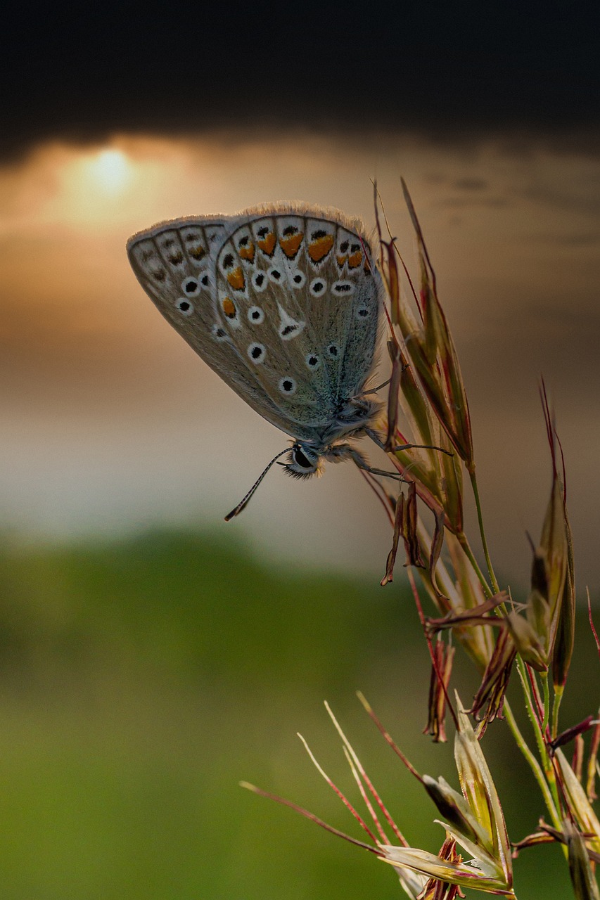 Common blue (Polyommatus icarus)