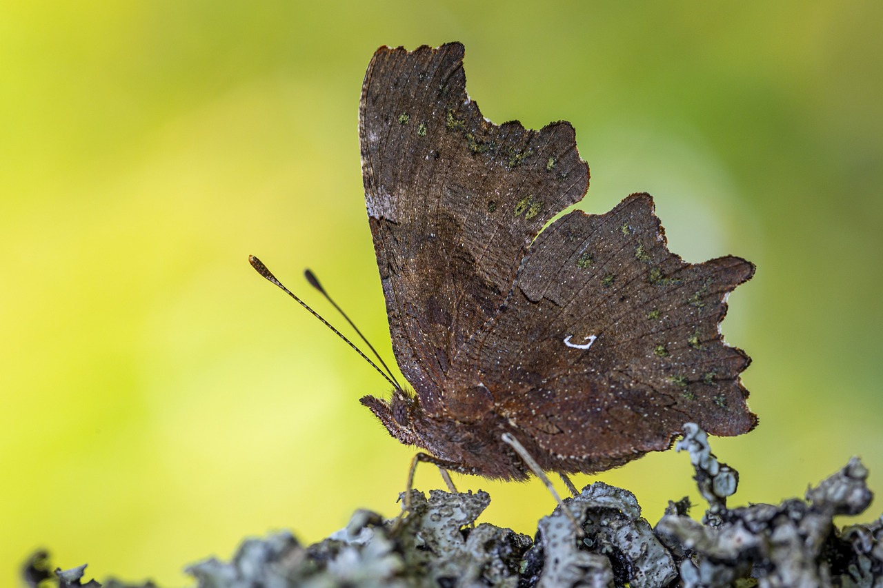 Comma butterfly (Polygonia c-album)