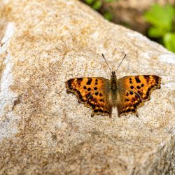 Comma butterfly (Polygonia c-album)