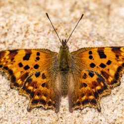 Comma butterfly (Polygonia c-album)