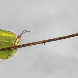 Common Brimstone (Gonepteryx rhamni)