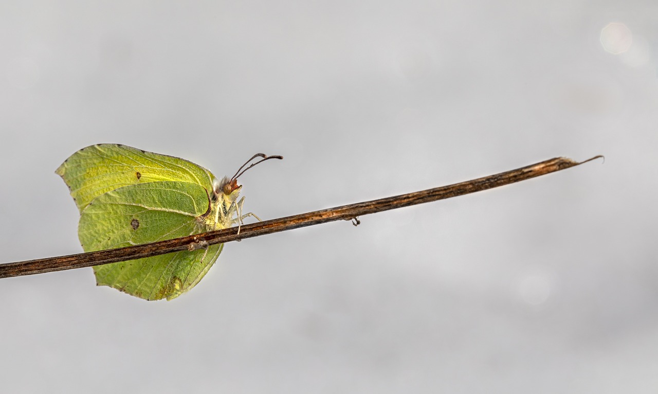 Common Brimstone (Gonepteryx rhamni)