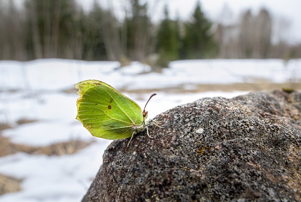 Common Brimstone (Gonepteryx rhamni)