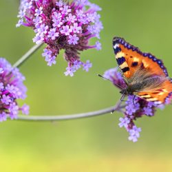 Small Tortoiseshell (Aglais urticae)