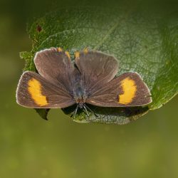 Brown Hairstreak (Thecla betulae)