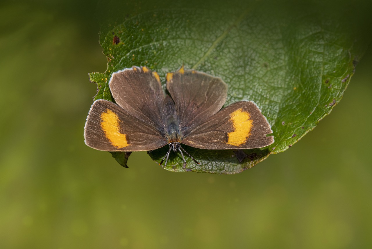 Brown Hairstreak (Thecla betulae)