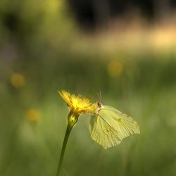 Common Brimstone (Gonepteryx rhamni)