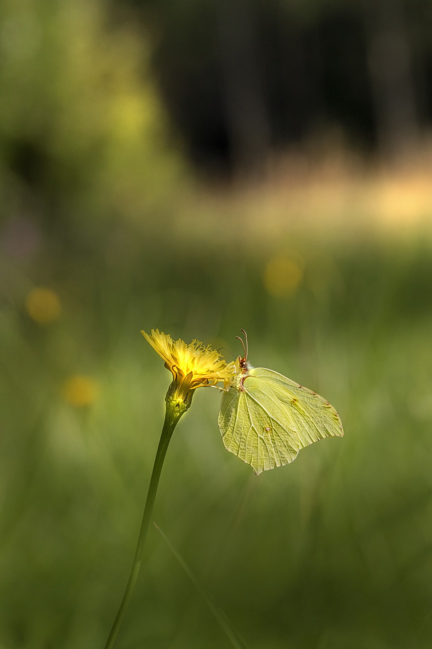 Common Brimstone (Gonepteryx rhamni)