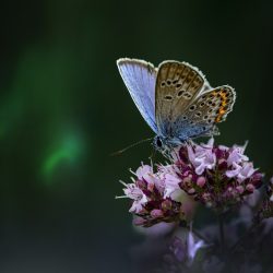 Mazarine Blue (Cyaniris semiargus)