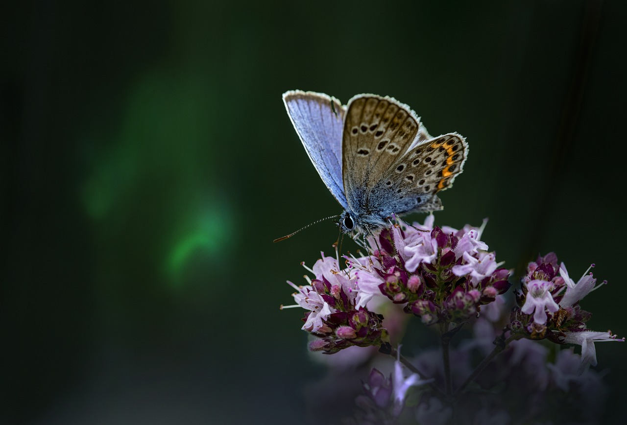 Mazarine Blue (Cyaniris semiargus)