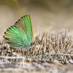 Green Hairstreak (Callophrys rubi)