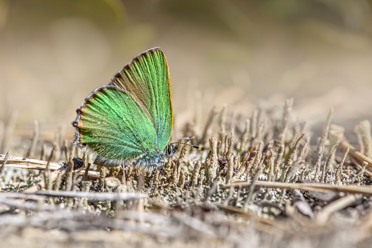 Green Hairstreak (Callophrys rubi)