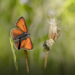 Purple-edged copper (Lycaena hippothoe)