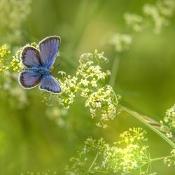 Mazarine Blue (Cyaniris semiargus)