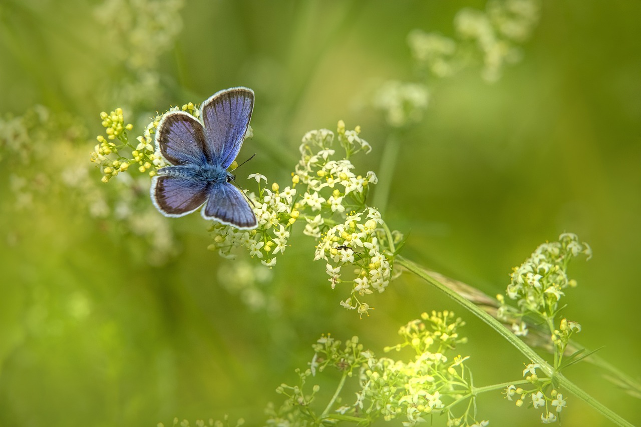 Mazarine Blue (Cyaniris semiargus)