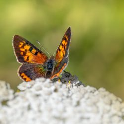 Common copper (Lycaena phlaeas)