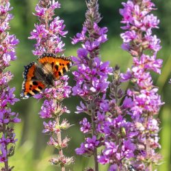 Compton Tortoiseshell (Aglais urticae)