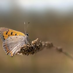 Common copper (Lycaena phlaeas)