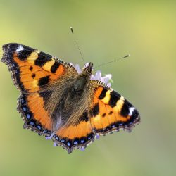 Small Tortoiseshell (Aglais urticae)
