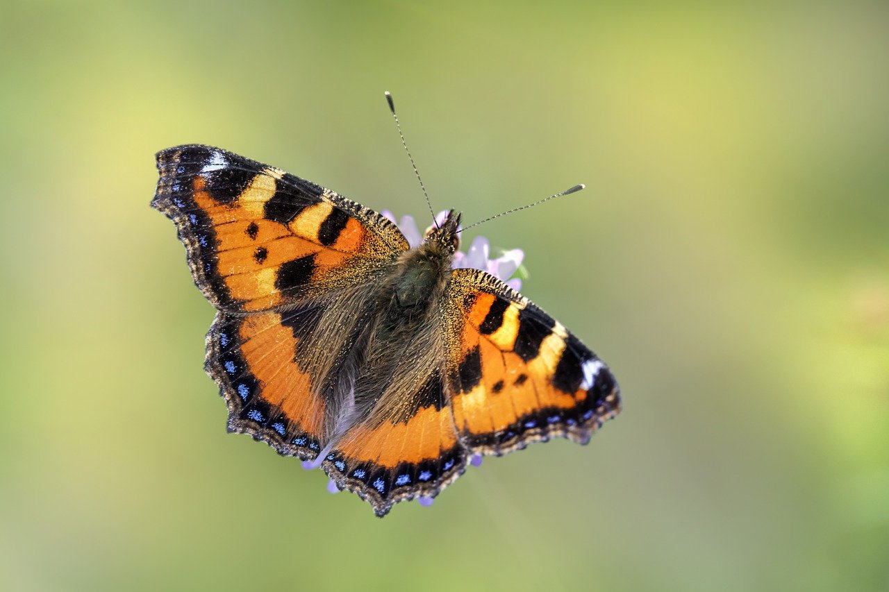 Small Tortoiseshell (Aglais urticae)