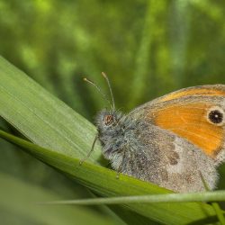 Meadow brown (Maniola jurtina)