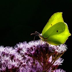 Common Brimstone (Gonepteryx rhamni)