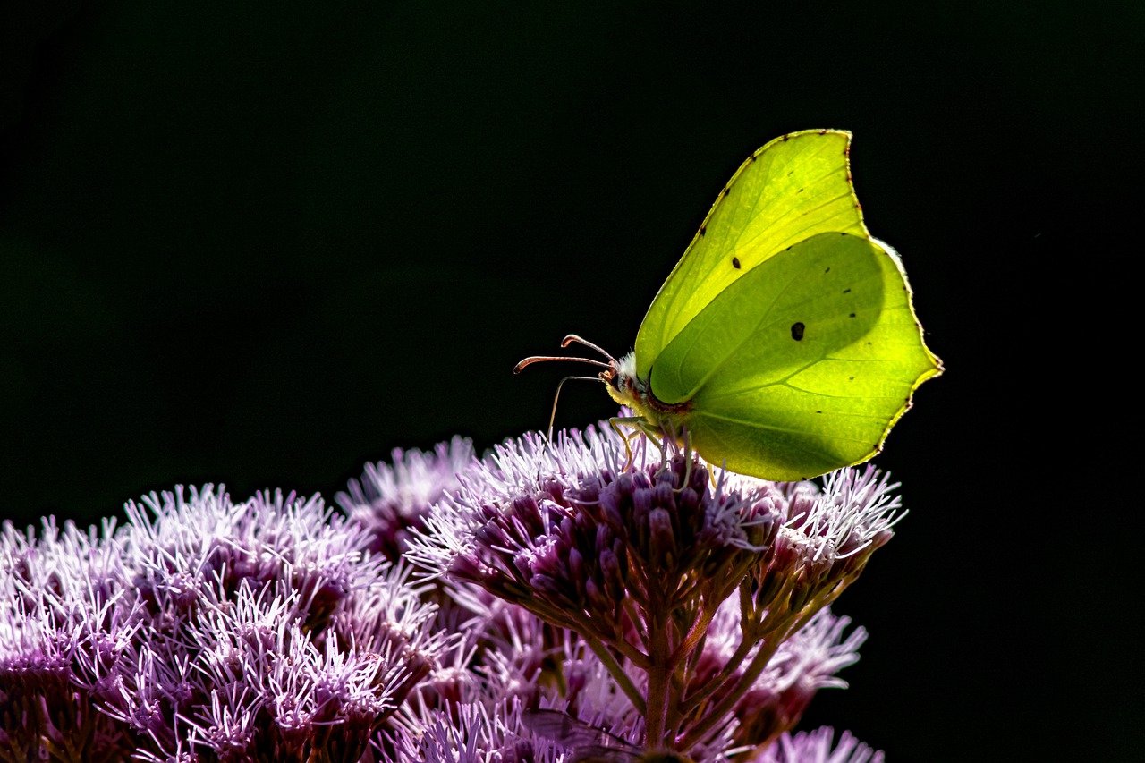 Common Brimstone (Gonepteryx rhamni)