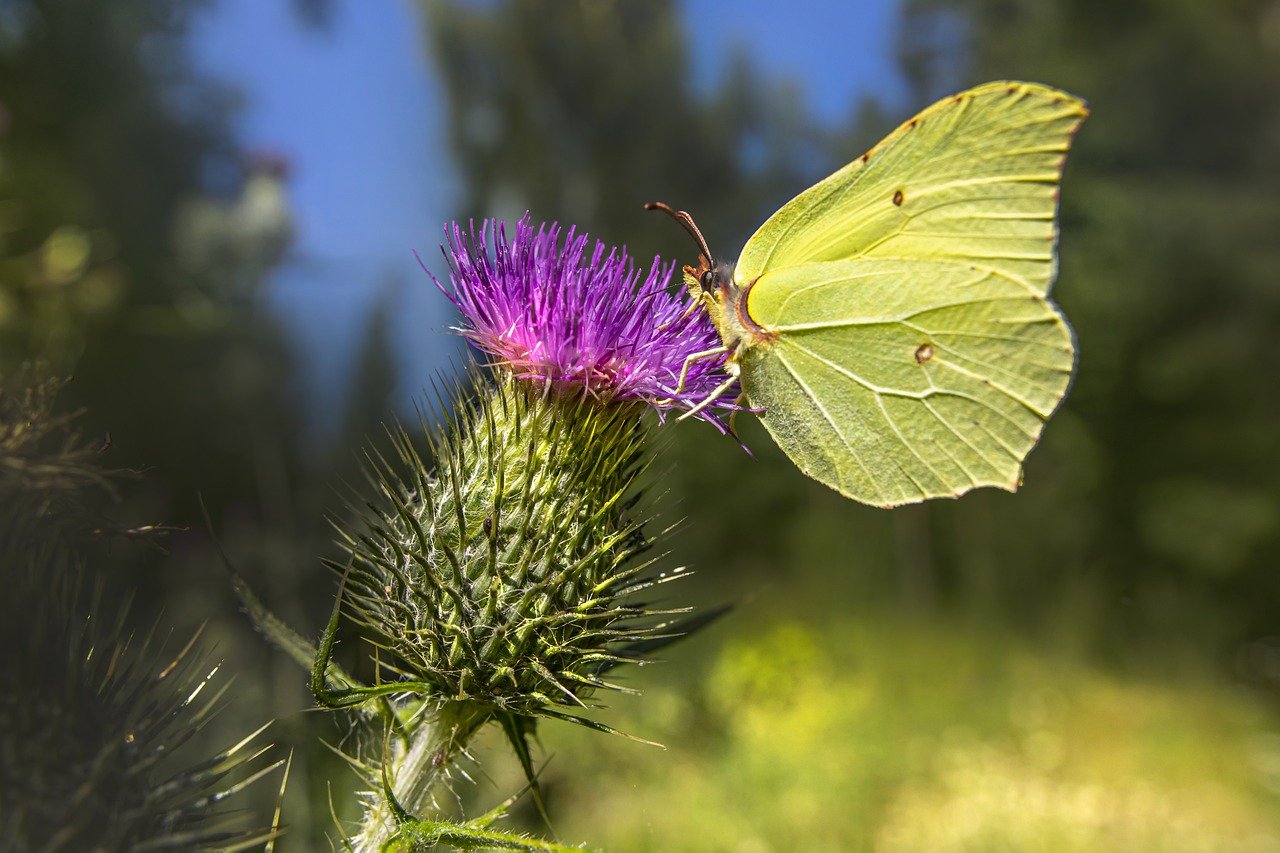 Common Brimstone (Gonepteryx rhamni)