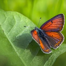 Purple-edged copper (Lycaena hippothoe)