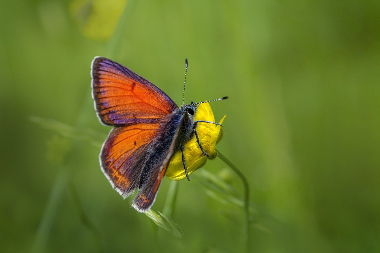 Purple-edged copper (Lycaena hippothoe)