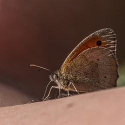 Meadow brown (Maniola jurtina)