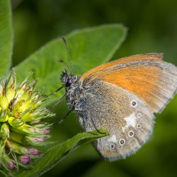 Chestnut Heath (Coenonympha glycerion)