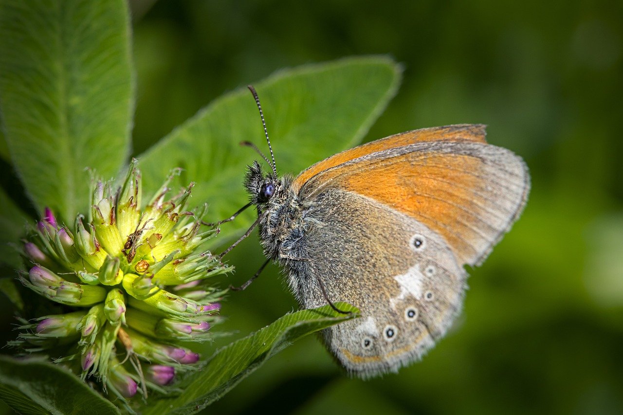 Chestnut Heath (Coenonympha glycerion)