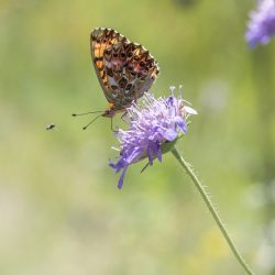 Titania's Fritillary (Boloria titania)