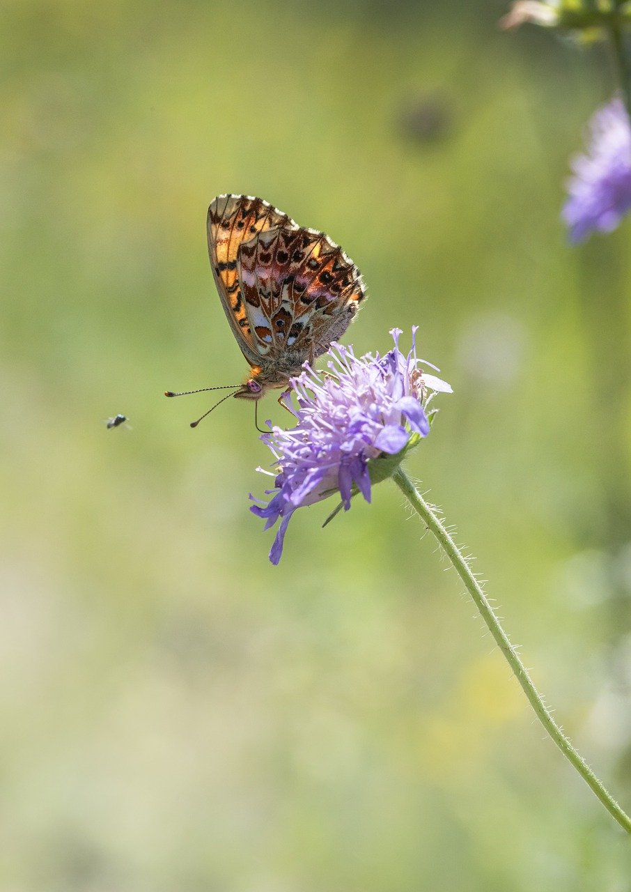 Titania's Fritillary (Boloria titania)