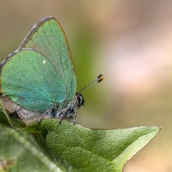 Green Hairstreak (Callophrys rubi)