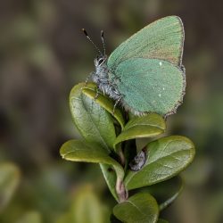 Green Hairstreak (Callophrys rubi)