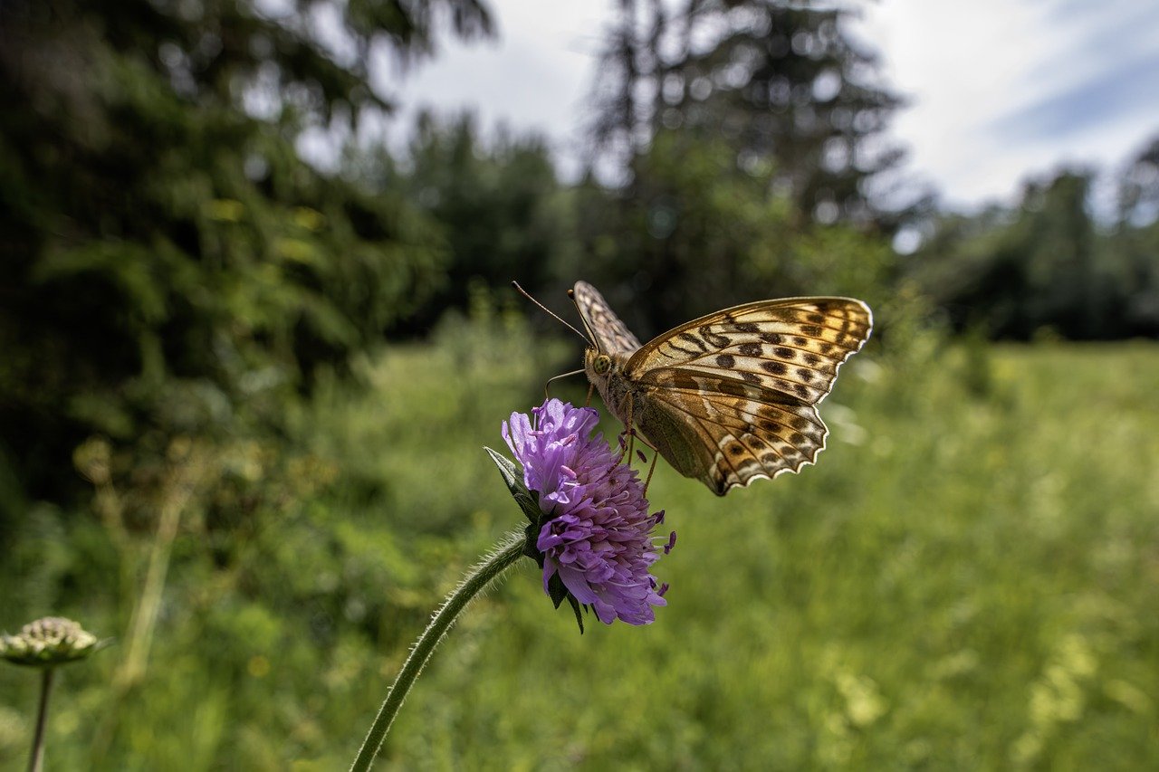 Silver-washed Fritillary (Argynnis paphia)