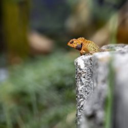 Oriental garden lizard (Calotes vesicolor)