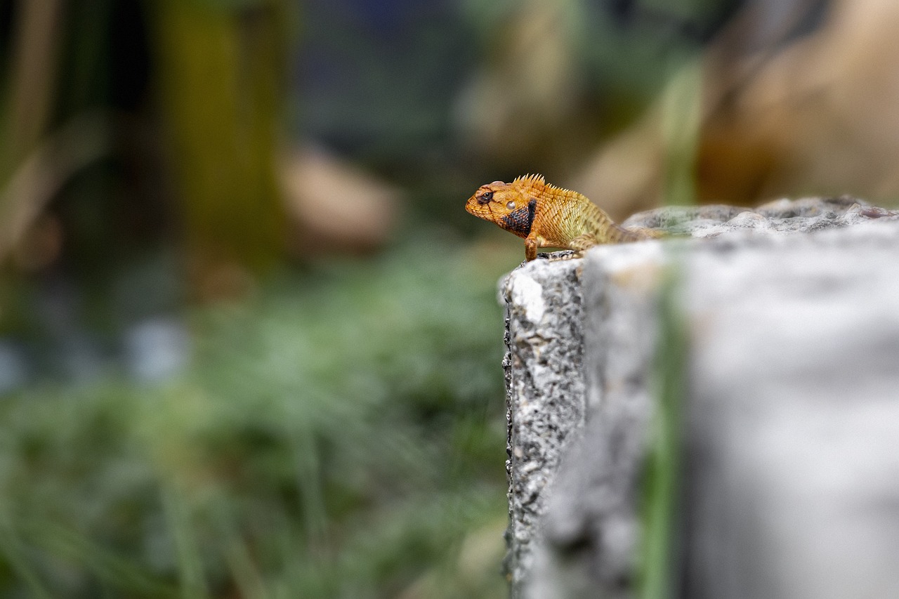 Oriental garden lizard (Calotes vesicolor)