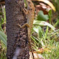 Oriental garden lizard (Calotes vesicolor)