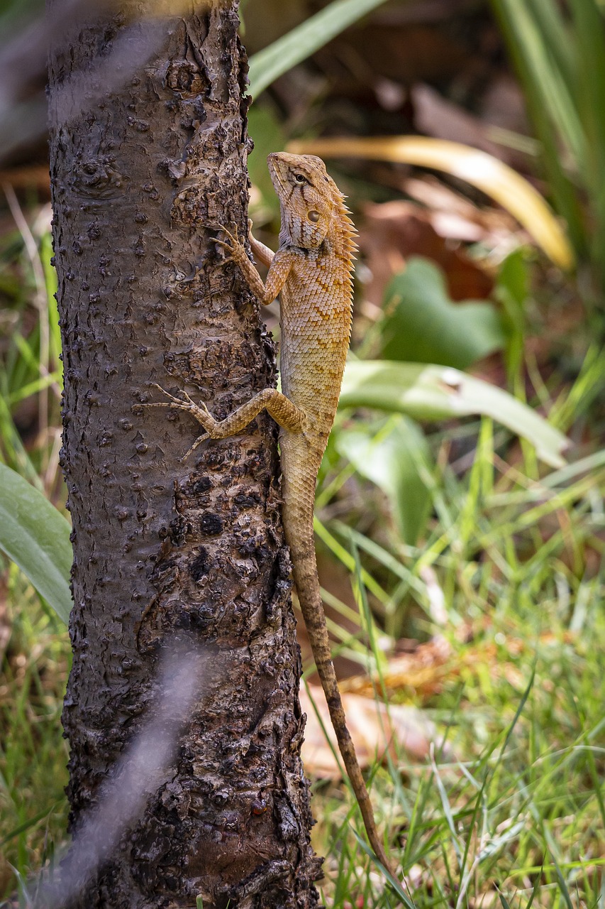 Oriental garden lizard (Calotes vesicolor)