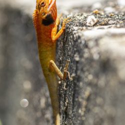 Oriental garden lizard (Calotes vesicolor)