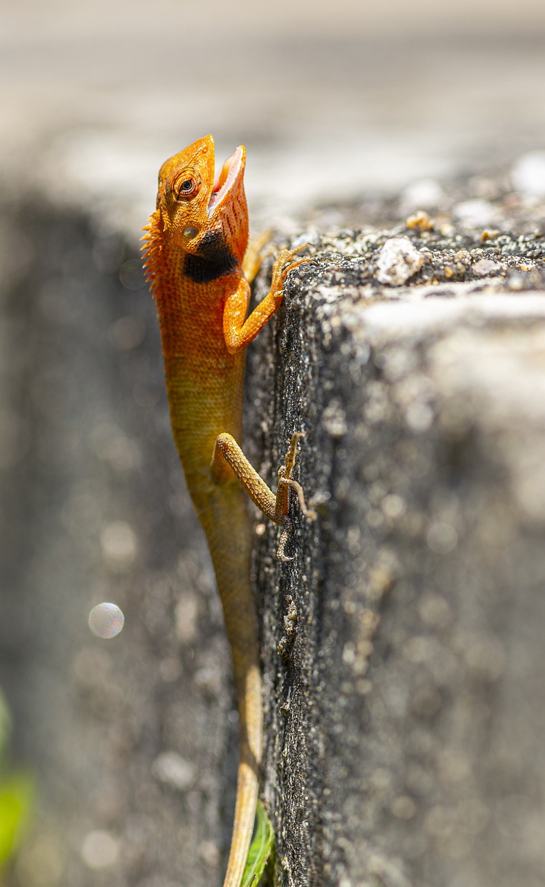 Oriental garden lizard (Calotes vesicolor)