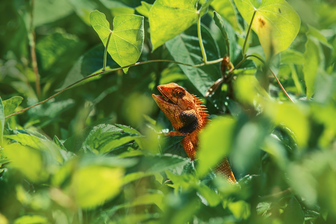 Oriental garden lizard (Calotes vesicolor)