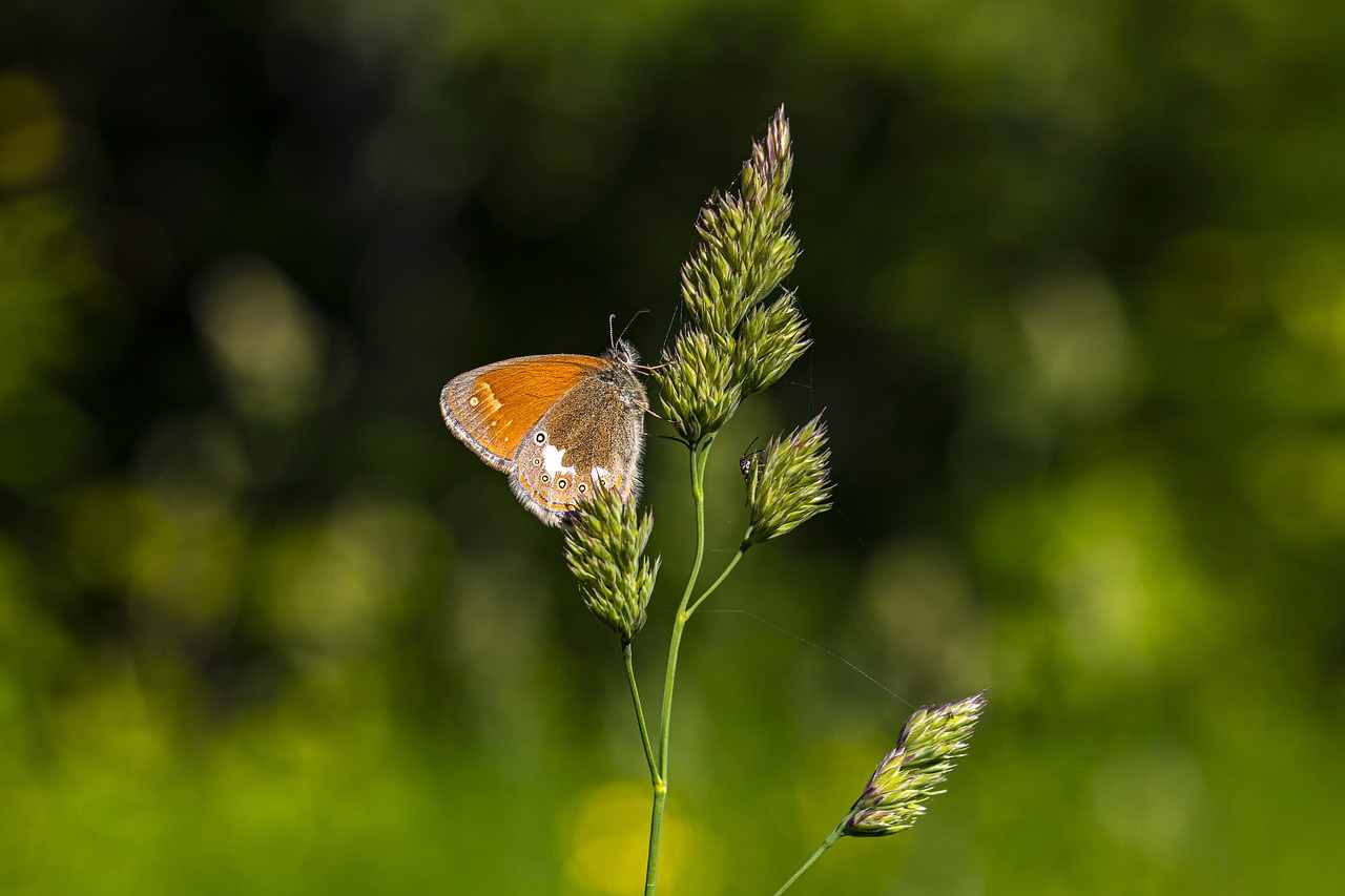 Chestnut Heath (Coenonympha glycerion)