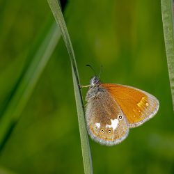 Chestnut Heath (Coenonympha glycerion)