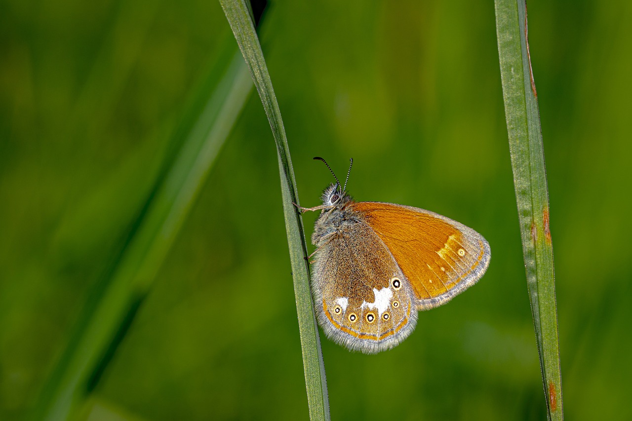 Chestnut Heath (Coenonympha glycerion)