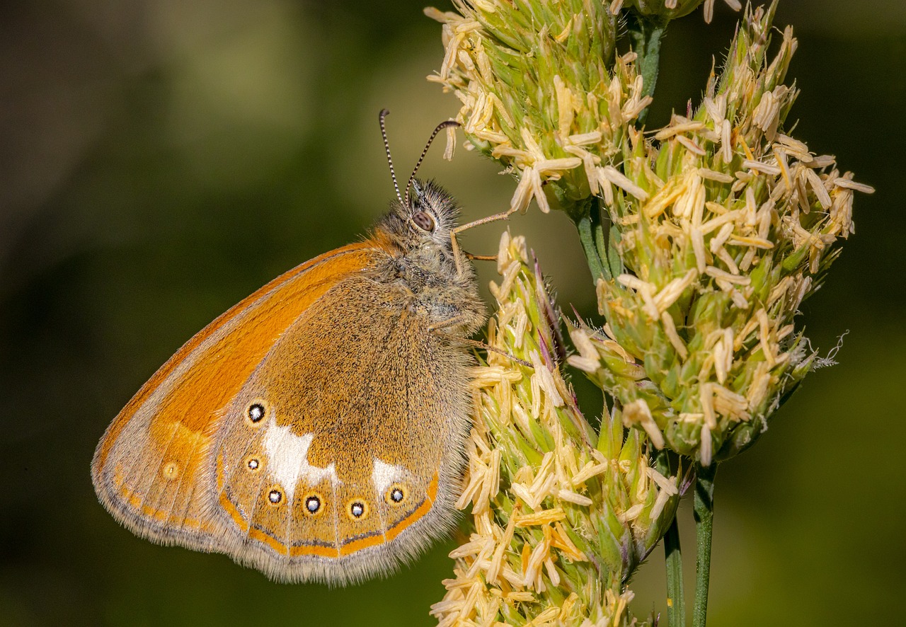 Chestnut Heath (Coenonympha glycerion)