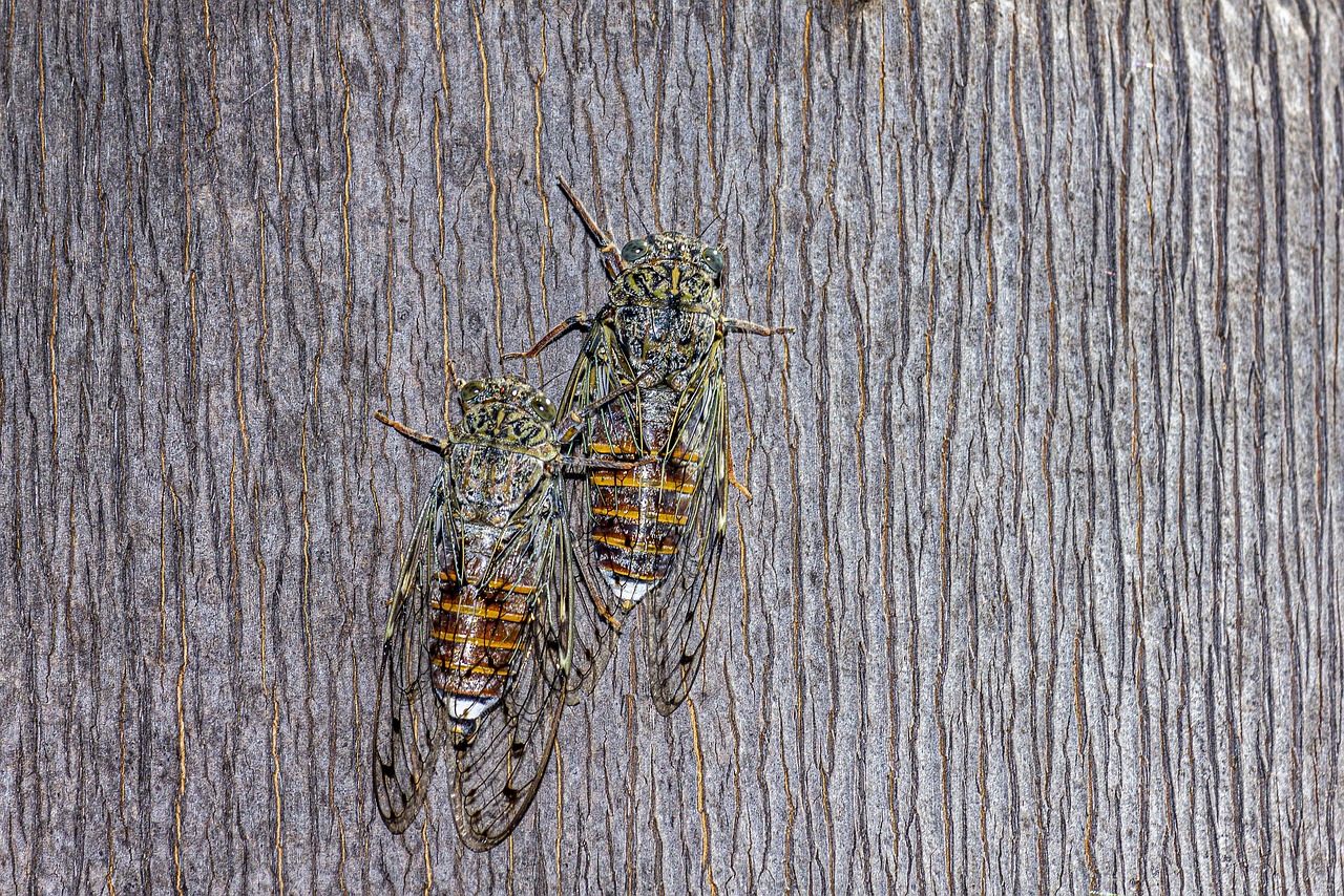 Ash cicada (Cicada orni)